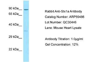 Western Blotting (WB) image for anti-Syntaxin 1A (Brain) (STX1A) (N-Term) antibody (ABIN2788087)