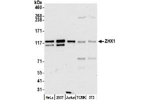 Western Blotting (WB) image for anti-Zinc Fingers and Homeoboxes 1 (ZHX1) (AA 1-50) antibody (ABIN7454598)
