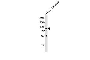 NRG3 Antibody (Center) (ABIN1537707 and ABIN2840659) western blot analysis in human blood plasma tissue lysates (35 μg/lane). (Neuregulin 3 antibody  (AA 305-336))