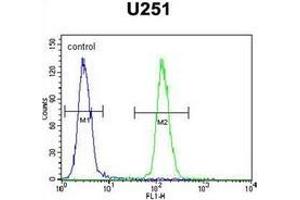 Flow cytometric analysis of U251 cells using IPCEF1 / PIP3-E Antibody (C-term) Cat. (ICEF1 antibody  (C-Term))