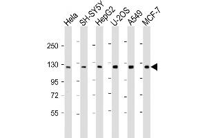 All lanes : Anti-PHC3 Antibody (C-Term) at 1:2000 dilution Lane 1: Hela whole cell lysate Lane 2: SH-SY5Y whole cell lysate Lane 3: HepG2 whole cell lysate Lane 4: U-2OS whole cell lysate Lane 5: A549 whole cell lysate Lane 6: MCF-7 whole cell lysate Lysates/proteins at 20 μg per lane. (PHC3 antibody  (AA 819-850))