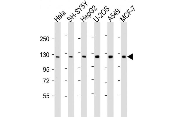 PHC3 Antikörper  (AA 819-850)