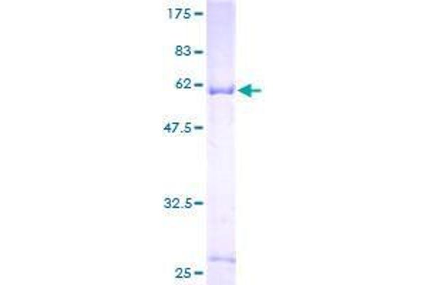 CSGALNACT1 Protein (AA 1-297) (GST tag)