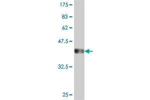 Western Blot detection against Immunogen (36. (UPP1 antibody  (AA 1-92))