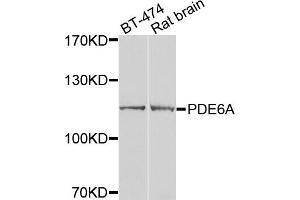 Western blot analysis of extracts of various cell lines, using PDE6A antibody (ABIN5974769) at 1/1000 dilution. (PDE6A antibody)