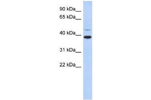 WB Suggested Anti-RNF121 Antibody Titration:  0. (RNF121 antibody  (Middle Region))