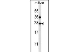 TM4SF1 Antibody (N-term) (ABIN656640 and ABIN2845885) western blot analysis in mouse liver tissue lysates (35 μg/lane). (TM4SF1 antibody  (N-Term))