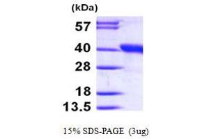 SDS-PAGE (SDS) image for Dimethylarginine Dimethylaminohydrolase 1 (DDAH1) (AA 1-285) protein (His tag) (ABIN667244) (DDAH1 Protein (AA 1-285) (His tag))
