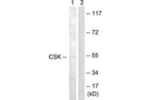 Western blot analysis of extracts from Raw264. (CSK antibody  (AA 330-379))