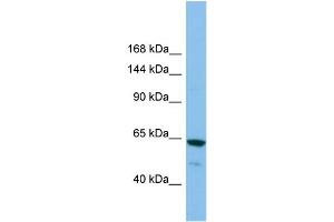 Host:  Rabbit  Target Name:  GRIK2  Sample Type:  ACHN Whole cell lysates  Antibody Dilution:  1. (GRIK2 antibody  (C-Term))