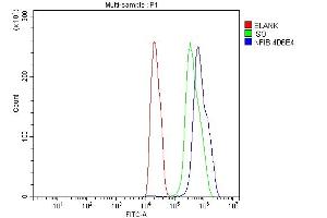 Flow Cytometry analysis of C6 cells using anti-NFIB/NF1B2 antibody (ABIN7602995). (NFIB antibody  (Middle Region))