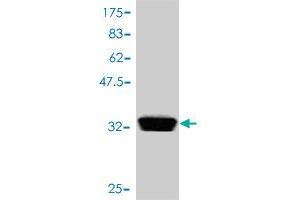 Western Blot detection against Immunogen (37. (SDCBP antibody  (AA 1-100))