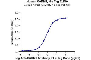 Immobilized Human CADM1, His Tag at 0. (CADM1 Protein (AA 45-374) (His tag))