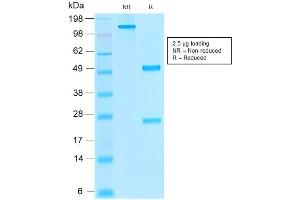 SDS-PAGE Analysis of Purified THBD Mouse Recombinant Monoclonal Antibody ABIN6383797.