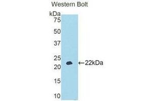 Western Blotting (WB) image for anti-Apolipoprotein A-V (APOA5) (AA 167-335) antibody (ABIN1858048) (APOA5 antibody  (AA 167-335))