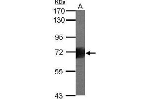 WB Image Sample (20 ug of whole cell lysate) A: human ESC 7. (HMMR antibody)