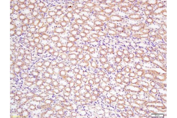DCTN5 antibody  (AA 101-182)