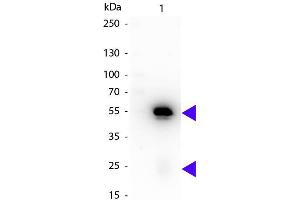 Western Blotting (WB) image for Rat anti-Rabbit IgG (Heavy & Light Chain) antibody (HRP) - Preadsorbed (ABIN101928)