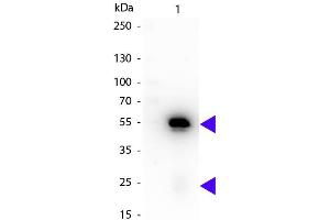 Western blot of Peroxidase conjugated Rat Anti-Rabbit IgG Pre-Adsorbed secondary antibody. (Rat anti-Rabbit IgG (Heavy & Light Chain) Antibody (HRP))