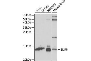 Western blot analysis of extracts of various cell lines, using SLIRP antibody (ABIN7270560) at 1:1000 dilution. (SLIRP antibody  (AA 1-100))
