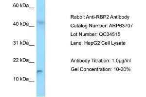 Western Blotting (WB) image for anti-Retinol Binding Protein 2, Cellular (RBP2) (Middle Region) antibody (ABIN2789595) (RBP2 antibody  (Middle Region))