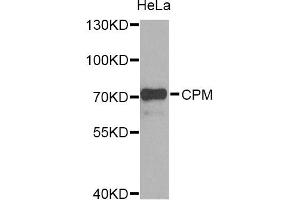 Western blot analysis of extracts of HeLa cells, using CPM Antibody (ABIN5975037) at 1/1000 dilution. (CPM antibody)