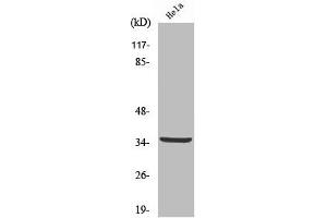 Western Blot analysis of HeLa cells using Cleaved-Cathepsin L2 (L114) Polyclonal Antibody (Cathepsin L2 antibody  (Cleaved-Leu114))