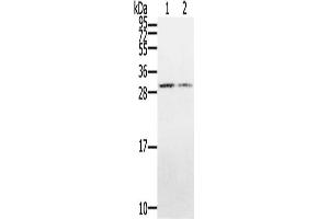 Gel: 12 % SDS-PAGE, Lysate: 40 μg, Lane 1-2: Hepg2 cells, K562 cells, Primary antibody: ABIN7128956(CLDND1 Antibody) at dilution 1/500, Secondary antibody: Goat anti rabbit IgG at 1/8000 dilution, Exposure time: 3 minutes