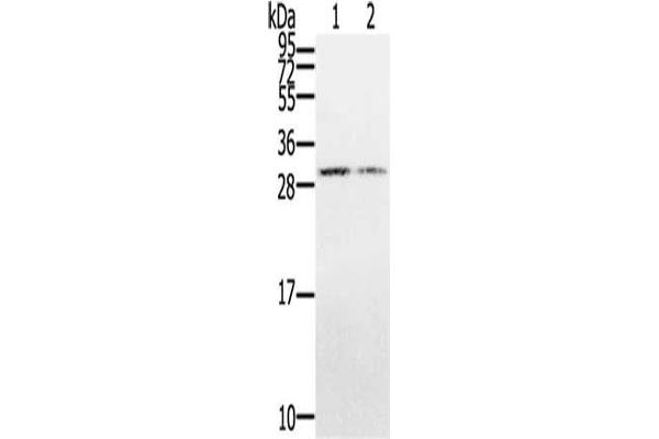 CLDND1 antibody