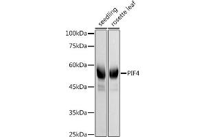 Western blot analysis of extracts of various cell lines, using PIF4 antibody (ABIN7269371) at 1:1000 dilution. (PIF4 antibody)