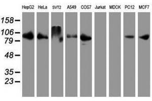 Image no. 2 for anti-Dipeptidyl-Peptidase 9 (DPP9) antibody (ABIN1497904) (DPP9 antibody)