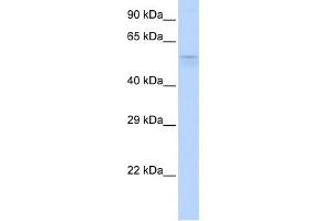 WB Suggested Anti-TRIM39 Antibody Titration:  0. (TRIM39 antibody  (Middle Region))