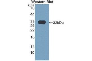 Western Blotting (WB) image for anti-Epidermal Growth Factor (EGF) (AA 977-1029) antibody (ABIN1077993)