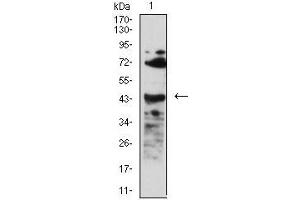 Western blot analysis using CD268 mouse mAb against C6 (1) cell lysate.