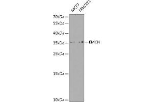 Western blot analysis of extracts of various cell lines, using EMCN antibody (ABIN6127868, ABIN6140149, ABIN6140151 and ABIN6224575) at 1:1000 dilution. (Endomucin antibody  (AA 19-135))