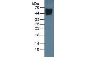 Mouse Capture antibody from the kit in WB with Positive Control: Sample Rat Serum. (Vitamin D-Binding Protein ELISA Kit)