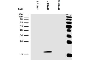 Presence of sIgE antibodies specific to recombinant allergens Phl p 5, Phl p 7, and Phl p 12 was analysed in plasma of a patient with confirmed presence (routine clinical test) of specific IgE antibodies to Timothy grass pollen allergen extract.