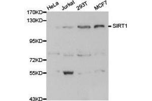 Western Blotting (WB) image for anti-Sirtuin 1 (SIRT1) (C-Term) antibody (ABIN1874784) (SIRT1 antibody  (C-Term))