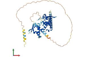 AlphaFold protein structure predicition of Human Recombinant MAGEB17 Protein, UniprotID A8MXT2 (MAGEB17 Protein (AA 1-336) (His tag))