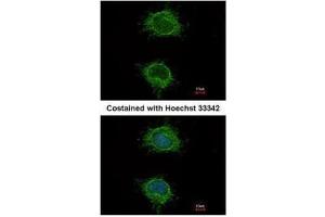 ICC/IF Image Immunofluorescence analysis of methanol-fixed HeLa, using NDUFS4, antibody at 1:100 dilution. (NDUFS4 antibody  (Center))