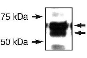 Western blot analysis of ERO1L in an endogenous 293T cell lysate using ERO1L polyclonal antibody . (ERO1L antibody  (N-Term))