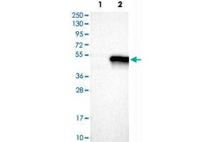 Western Blot analysis of Lane 1: negative control (vector only transfected HEK293T cell lysate) and Lane 2: over-expression lysate (co-expressed with a C-terminal myc-DDK tag in mammalian HEK293T cells) with MAPK3 polyclonal antibody . (ERK1 antibody)