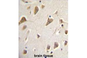 ZMYND10 Antibody (Center) immunohistochemistry analysis in formalin fixed and paraffin embedded human brain tissue followed by peroxidase conjugation of the secondary antibody and DAB staining. (ZMYND10 antibody  (Middle Region))