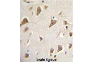 ZMYND10 Antibody (Center) immunohistochemistry analysis in formalin fixed and paraffin embedded human brain tissue followed by peroxidase conjugation of the secondary antibody and DAB staining. (ZMYND10 antibody  (Middle Region))