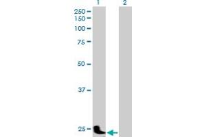 Western Blot analysis of PSG11 expression in transfected 293T cell line by PSG11 MaxPab polyclonal antibody.