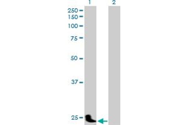 PSG11 Antikörper  (AA 1-219)
