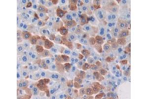 Figure. (PDHB antibody  (AA 65-336))