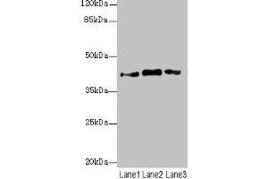 Western blot All lanes: PTGES2 antibody at 3. (PTGES2 antibody  (AA 88-377))