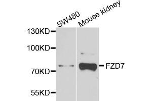 Western blot analysis of extracts of various cell lines, using FZD7 antibody (ABIN5972342) at 1/1000 dilution. (FZD7 antibody)