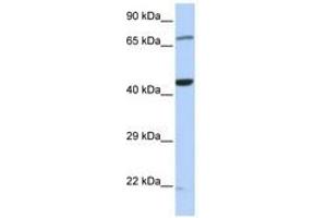Image no. 1 for anti-Tu Translation Elongation Factor, Mitochondrial (Tufm) (C-Term) antibody (ABIN6741463) (TUFM antibody  (C-Term))